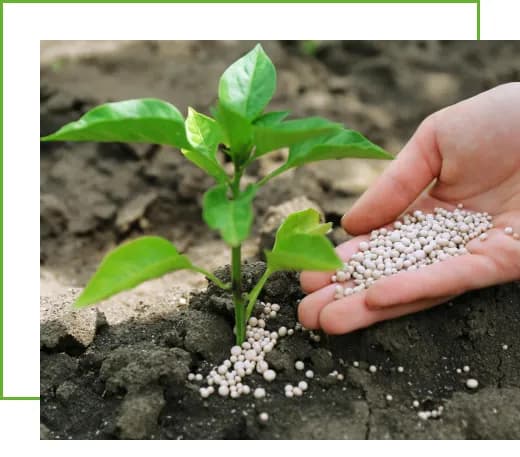 Phosphorus Fertilizer