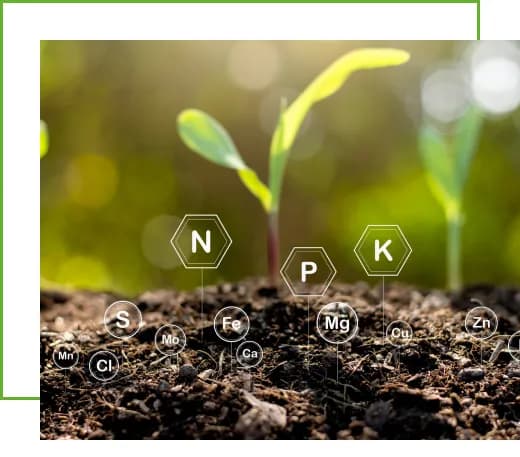 Complex Fertilizer